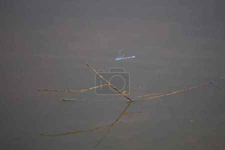 Photo for Orange bluet (Enallagma signatum) perched on a stick in shallow water while a familiar bluet (Enallagma civile) flies toward it - Royalty Free Image