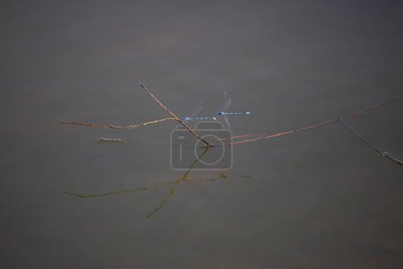 Photo for Familiar bluet damselfly (Enallagma civile) flying toward a familiar bluet perched on a small branch while their reflections shine in the dark water below - Royalty Free Image