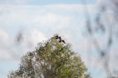 Foto de Par de patos gadwall (Mareca strepera) volando más allá de árboles verdes - Imagen libre de derechos