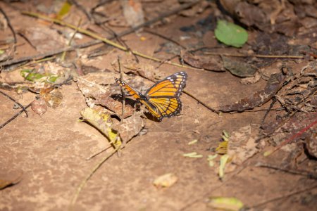 Téléchargez les photos : Papillon vice-roi (Limenitis archippus) sur un sol dur - en image libre de droit