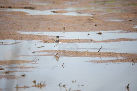 Photo for Lesser yellowlegs (Tringa flavipes) landing in a marsh with a bug in its beak - Royalty Free Image