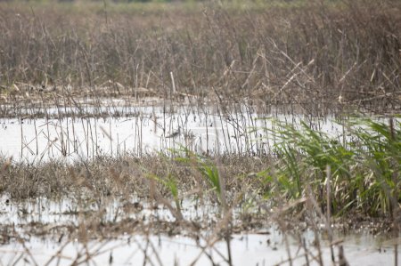 Photo for Greater yellowlegs (Tringa melanoleuca) standing in a marsh - Royalty Free Image