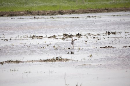 Photo for Greater yellowlegs (Tringa melanoleuca) landing in a shallow marsh - Royalty Free Image
