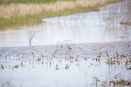 Photo for Greater yellowlegs (Tringa melanoleuca) standing in shallow waters of a marsh - Royalty Free Image