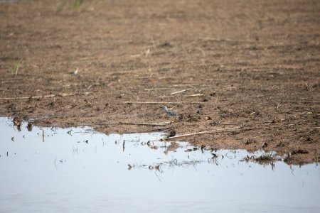 Photo for Greater yellowlegs (Tringa melanoleuca) calling as it stands in a flooded agricultural field - Royalty Free Image