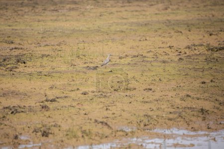 Photo for Greater yellowlegs (Tringa melanoleuca) standing in a flooded agricultural field - Royalty Free Image