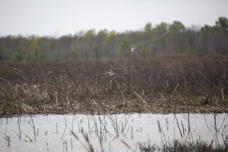 Photo for Two greater yellowlegs (Tringa melanoleuca) flying above a marsh - Royalty Free Image