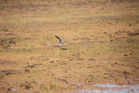 Photo for Greater yellowlegs (Tringa melanoleuca) taking off from a flooded agricultural field - Royalty Free Image