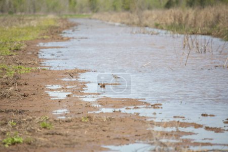 Photo for Greater yellowlegs (Tringa melanoleuca) standing in shallow waters of a marsh - Royalty Free Image