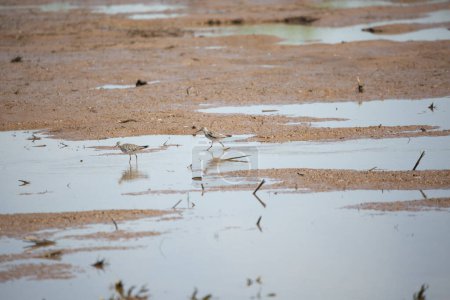Photo for Pair of greater yellowlegs (Tringa melanoleuca) walking through a marsh - Royalty Free Image