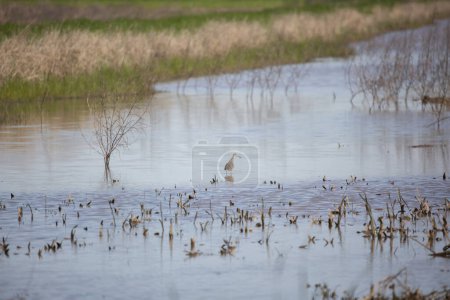 Photo for Curious greater yellowlegs (Tringa melanoleuca) looking over its shoulder and standing in shallow waters of a marsh - Royalty Free Image