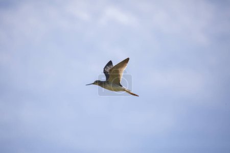 Photo for Greater yellowlegs (Tringa melanoleuca) in flight through a blue sky - Royalty Free Image