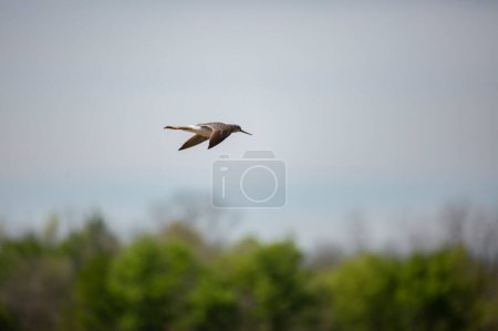 Photo for Greater yellowlegs (Tringa melanoleuca) flying high to the right above trees - Royalty Free Image