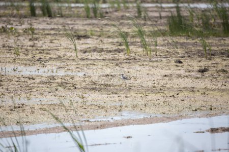 Photo for Greater yellowlegs (Tringa melanoleuca) strutting through a muddy marsh - Royalty Free Image