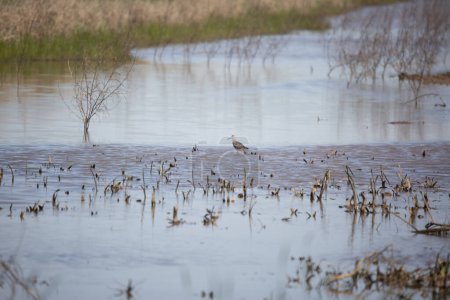 Photo for Greater yellowlegs (Tringa melanoleuca) looking over its shoulder as it wades through a shallow marsh - Royalty Free Image