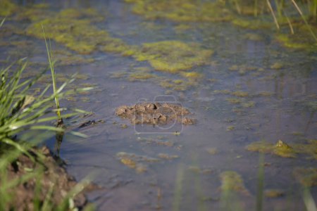 Photo for Algae-filled, shallow marsh water filled with red mud - Royalty Free Image
