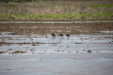 Foto de Tres ibises de cara blanca (Plegadis chihi), dos chorlitos americanos (), y una mayor cría de patas amarillas (Tringa melanoleuca) en un campo agrícola inundado - Imagen libre de derechos