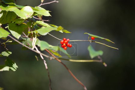 Photo for Green plant with a cluster of red berries - Royalty Free Image