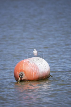 Photo for Nonbreeding Forseer's tern (Sterna forsteri) looking around with curiousity from its perch on an orange buoy - Royalty Free Image