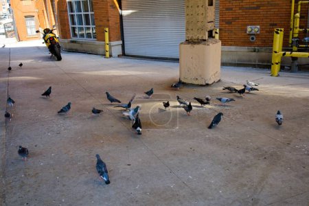 Téléchargez les photos : New York, NY, USA - 31 oct. 2022 : Un groupe de pigeons se nourrissant sur le trottoir sous le pont Queensboro à Manhattan près de E 60th St - en image libre de droit
