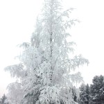 snowy tree in Finnish Lapland in Levi