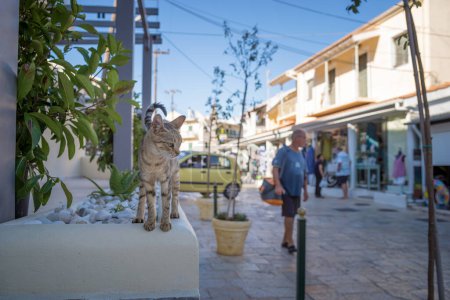 Foto de August 21st 2020 - Corfu, Greece - Small cat on a street in Kassiopi village - Imagen libre de derechos