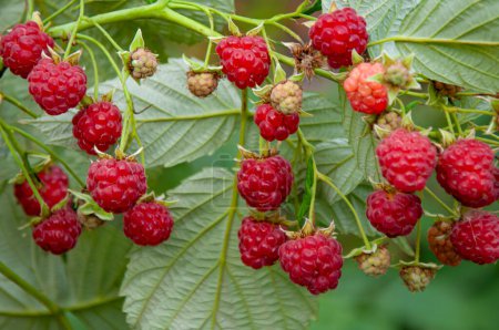 Raspberry branch with red raspberries on a background of green leaves