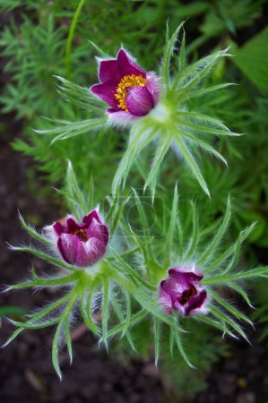Pulsatilla vulgaris Hexenschuss blüht im Garten. Traum-Grasblumen blühen im Frühling.