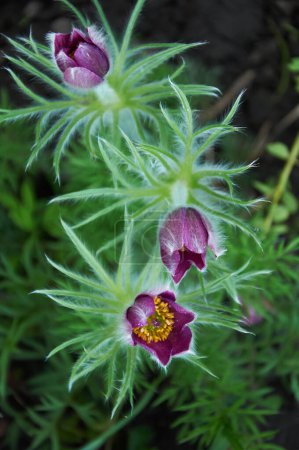 Téléchargez les photos : Pulsatilla vulgaris Lumbago fleurissant dans le jardin. Fleurs d'herbe de rêve fleurissant au printemps. - en image libre de droit