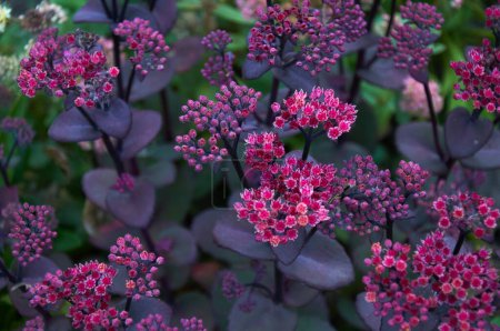 Téléchargez les photos : Fleurs de Hylotelephium spectabile. Fond de fleurs violettes - en image libre de droit