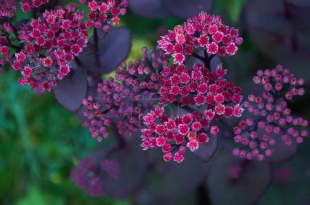 Téléchargez les photos : Fleurs de Hylotelephium spectabile. Fond de fleurs violettes - en image libre de droit