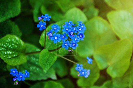 Blue spring flowers. Myosotis sylvatica spring flowering season. Floral background