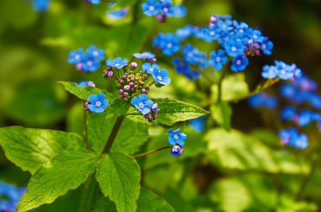 Niebieskie wiosenne kwiaty. Wiosenny sezon kwitnienia Myosotis sylvatica. Tło kwiatowe