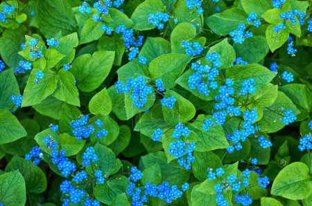 Photo for Blue spring flowers. Myosotis sylvatica spring flowering season. Floral background - Royalty Free Image