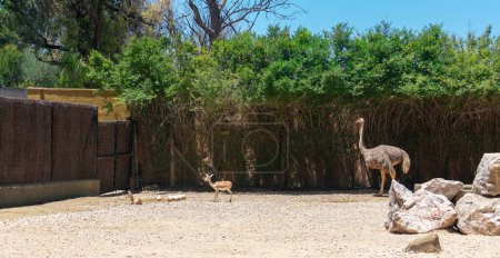 Téléchargez les photos : Autruche et Gazella bennettii. La Gazelle de l'Inde ou Chinkara est une sorte de gazelle indigène de l'Inde, du Pakistan, du sud de l'Afghanistan et de l'Iran. - en image libre de droit