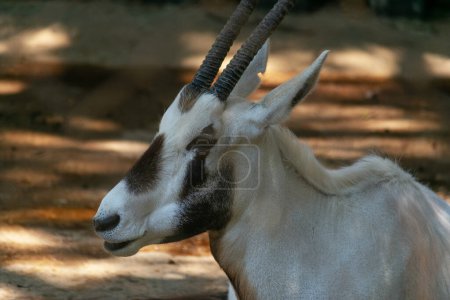 Photo for Oryx leucoryx, Orix of Arabia in United Arab Emirates - Royalty Free Image