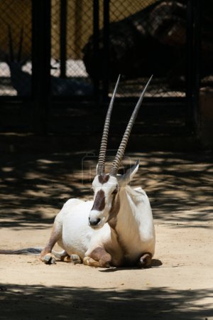 Photo for Oryx leucoryx, Orix of Arabia in United Arab Emirates - Royalty Free Image