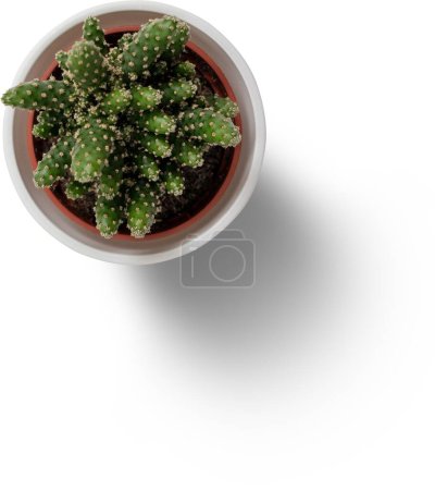 Close up view isolated cactus on white pot.