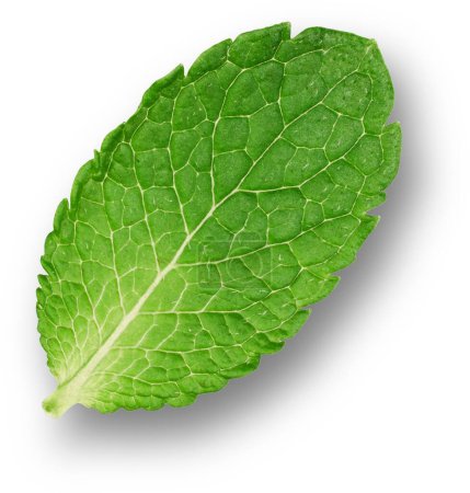 Las hojas de menta también conocidas como pudina son una hierba aromática popular por su frescura con varios beneficios para la salud..