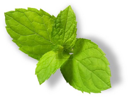 Las hojas de menta también conocidas como pudina son una hierba aromática popular por su frescura con varios beneficios para la salud..