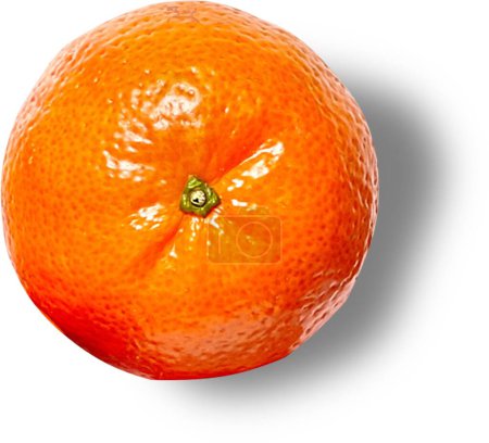 Photo for Tangerines have a high vitamin C content, which helps to strengthen our immune systems. - Royalty Free Image