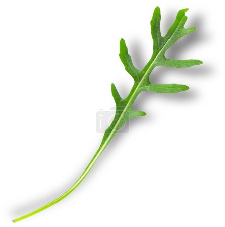 Foto de Arugula es una planta anual comestible en la familia Brassicaceae utilizada como verdura de hoja por su sabor fresco, ácido, amargo y picante.. - Imagen libre de derechos