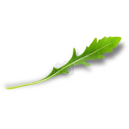 Arugula es una planta anual comestible en la familia Brassicaceae utilizada como verdura de hoja por su sabor fresco, ácido, amargo y picante..