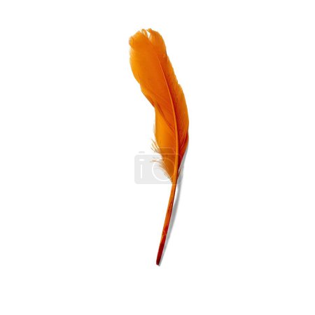 Photo for Blank orange bird feather isolated. - Royalty Free Image