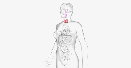 Téléchargez les photos : Hashimoto's thyroiditis is an autoimmune condition characterized by inadequate production of thyroid hormones. 3D rendering - en image libre de droit