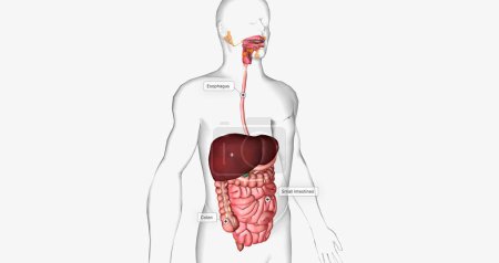 Téléchargez les photos : The digestive system is made up of the gastrointestinal tract and glandular organs, including the salivary glands, liver, pancreas, and gallbladder. 3D rendering - en image libre de droit