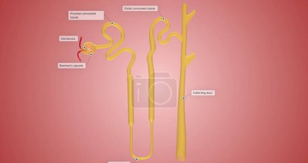 Photo for The Overview of Nephron Function 3D rendering - Royalty Free Image