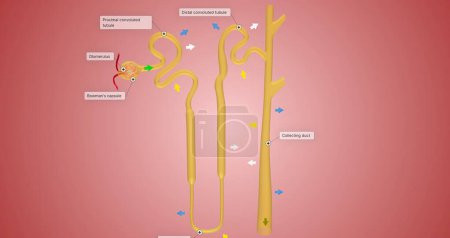 Photo for The Overview of Nephron Function 3D rendering - Royalty Free Image