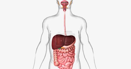 Téléchargez les photos : The digestive system is made up of the gastrointestinal tract and glandular organs, including the salivary glands, liver, pancreas, and gallbladder. 3D rendering - en image libre de droit