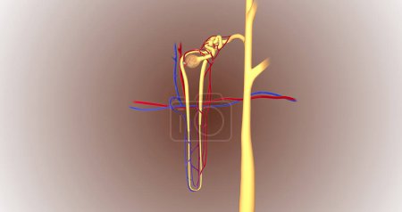 Foto de The function of the nephron is to convert blood to urine and consists of the tubular system and the renal corpuscle.3D rendering - Imagen libre de derechos